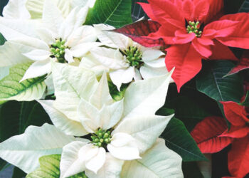navidad-inicio_ navidad-inicio_